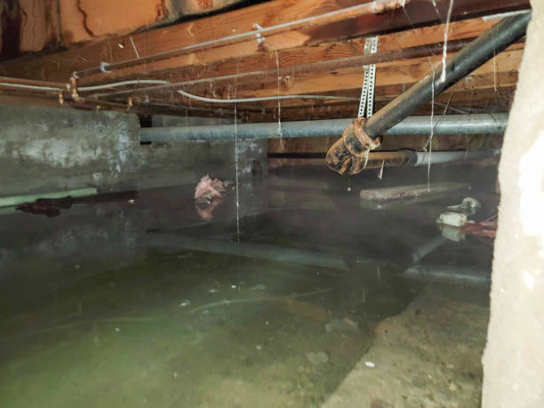 Best Flood restoration services  in Warrensburg, IL